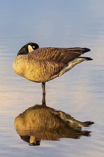 Canada goose in wetland, Marion County, Illinois. Art Print